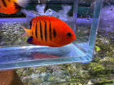 Flame angelfish