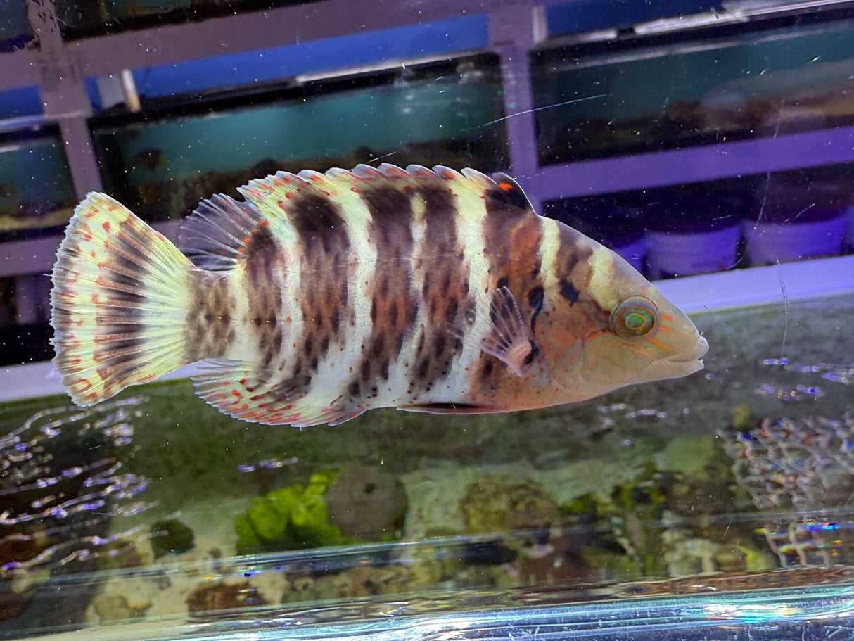 Red Breast Māori wrasse