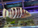 Red Breast Māori wrasse