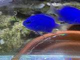 Springer Damsel Fish