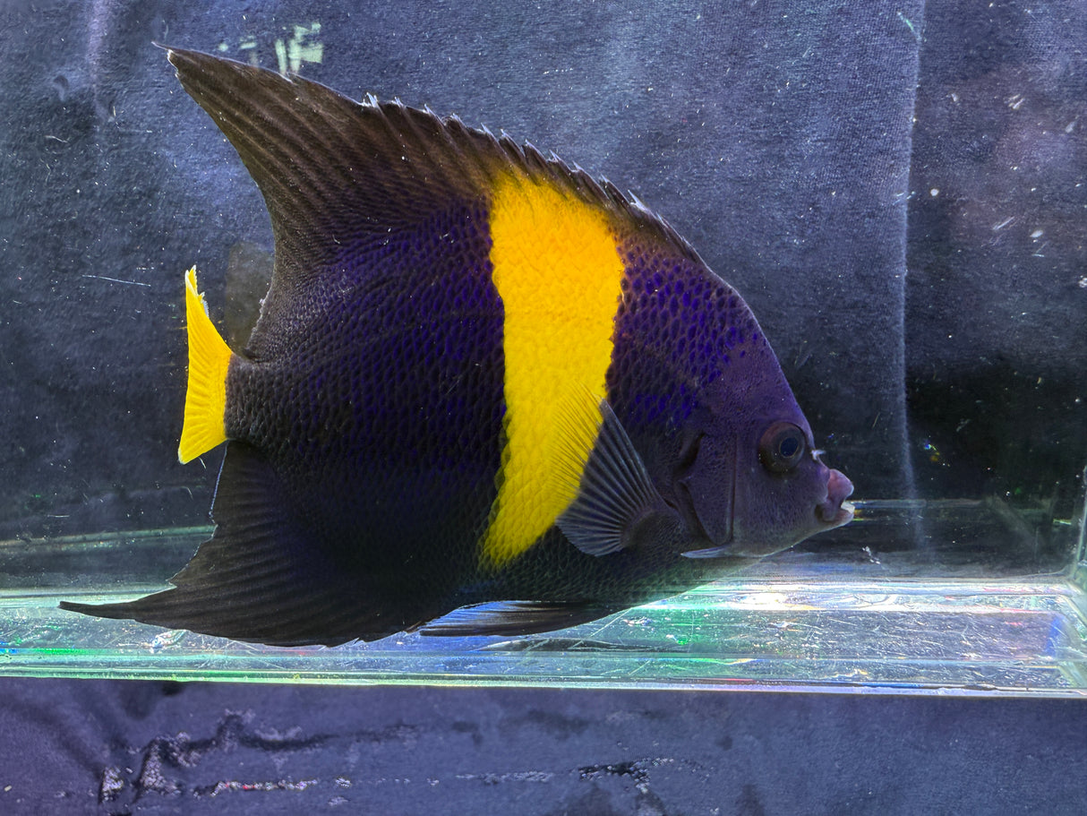 Large asfur angelfish
