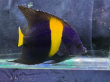 Large asfur angelfish