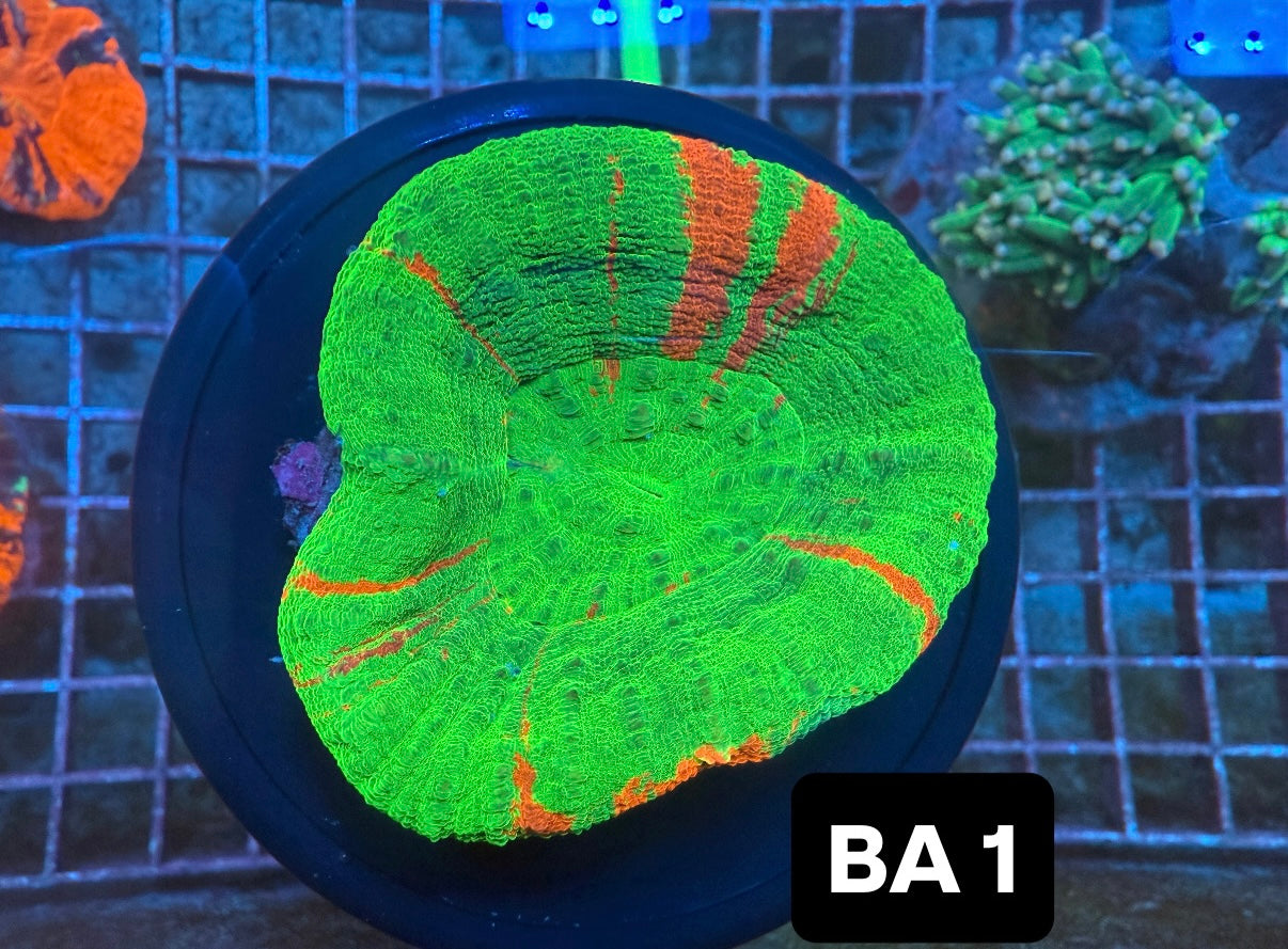 Bleeding apple Scoly 1