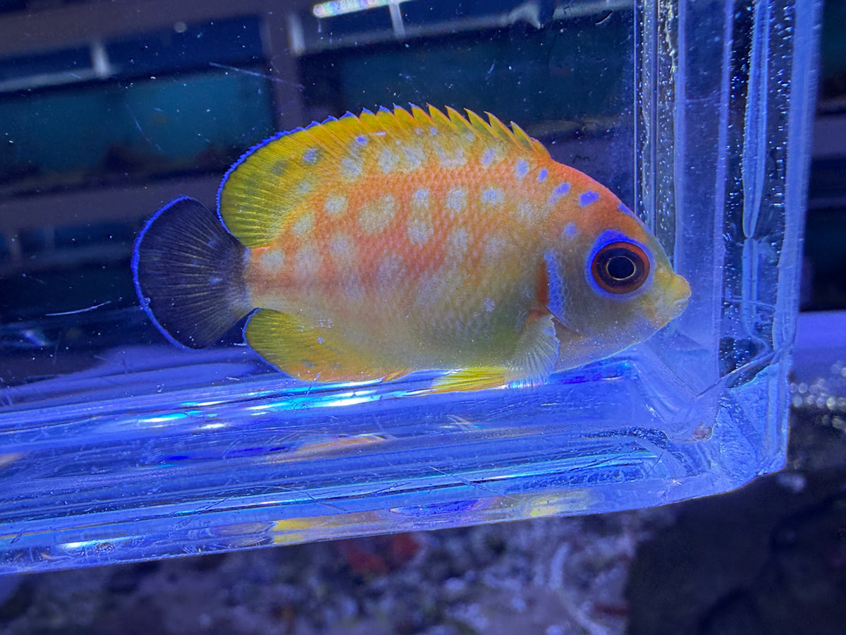 RARE Leopyge lemonpeel hybrid angelfish #5