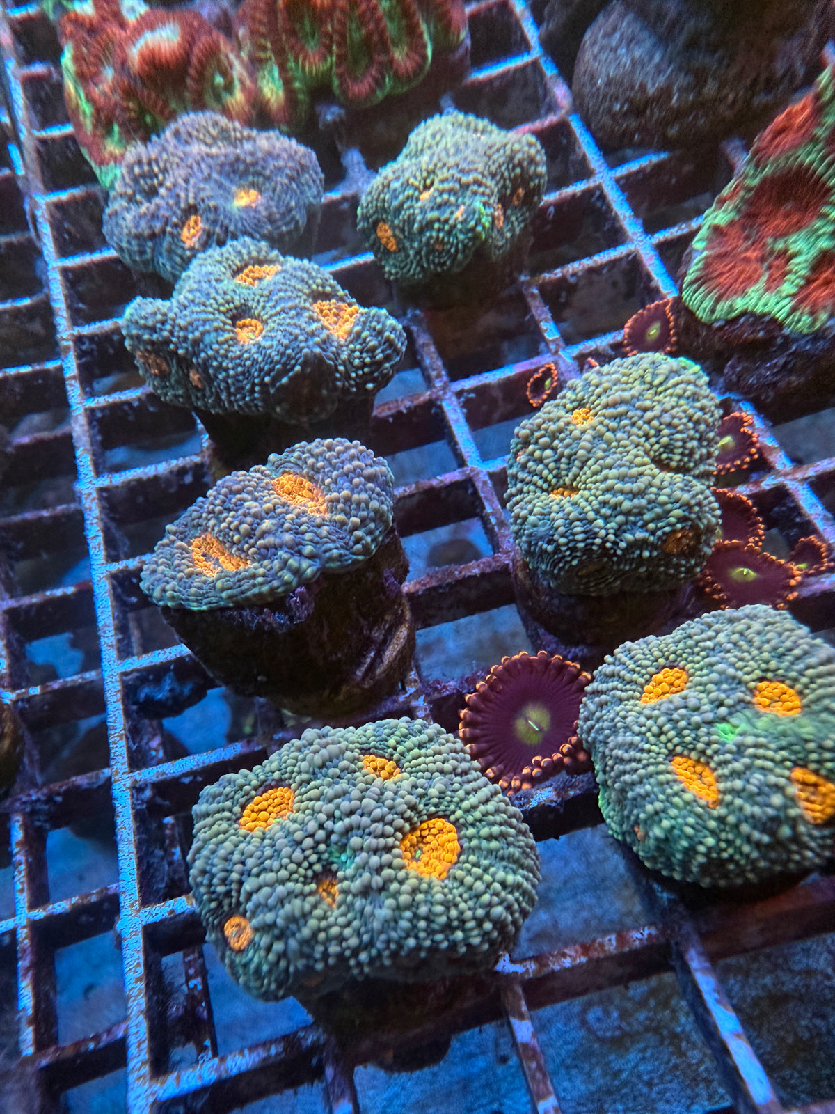 Echinata orange spot