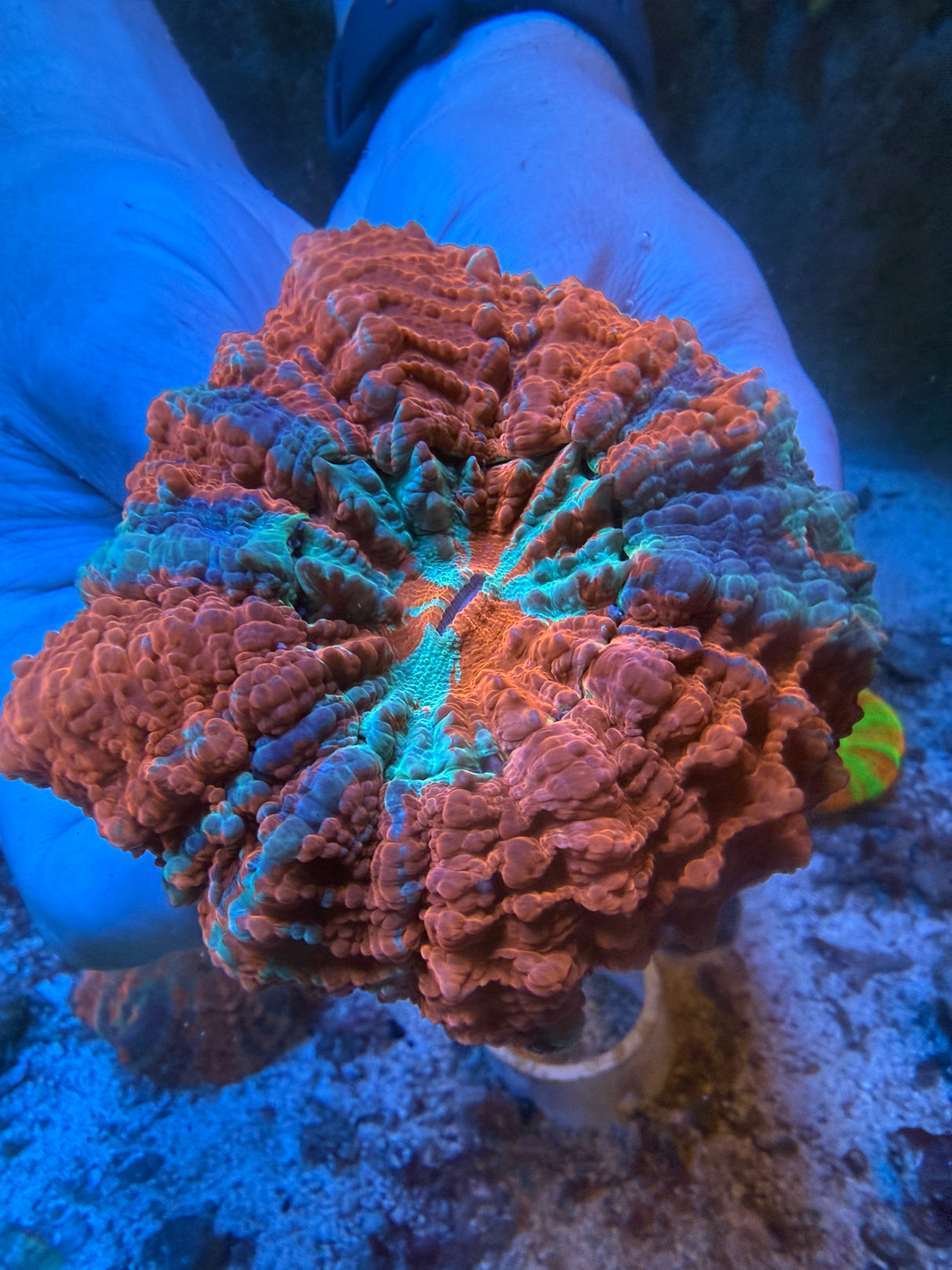 Ultra Acanthophyllia #1