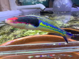 Royal Pencil wrasse