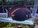 Achilles tang