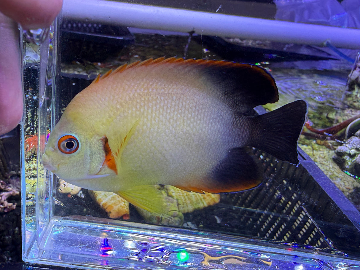 Large hybrid half black lemonpeel angelfish