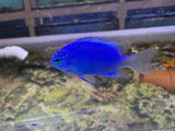 Springer Damsel Fish