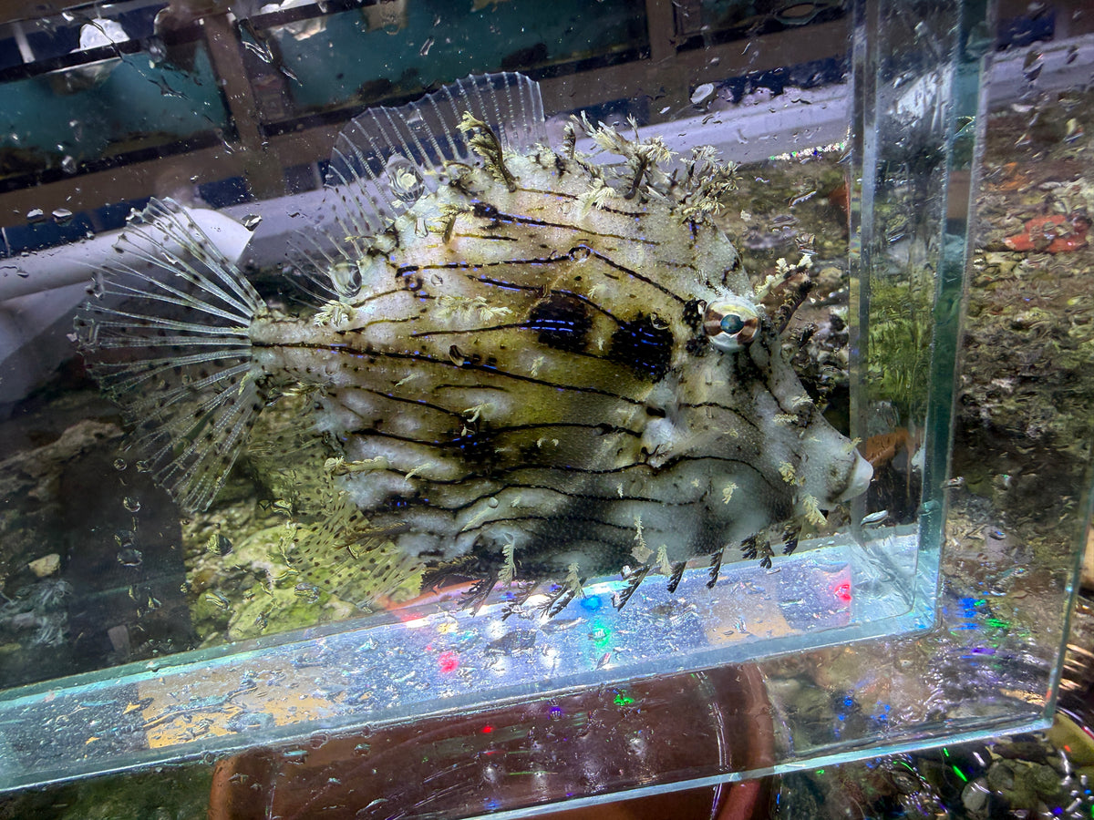 Tassle Filefish