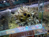 Tassle Filefish