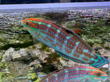 Christmas wrasse