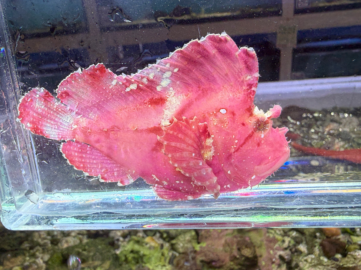 Pink leaf fish