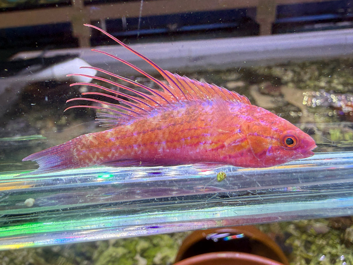 Royal flasher wrasse