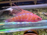 Royal flasher wrasse