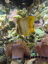 Marginalis Butterflyfish – Rare Australian Butterfly