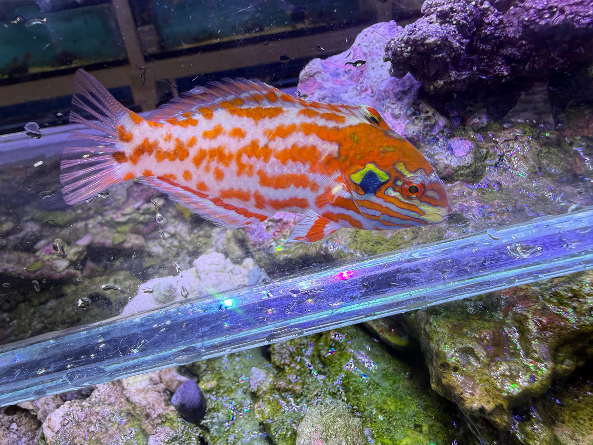 Chaoti wrasse