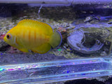 Captive bred Lemonpeel X Eibli hybrid