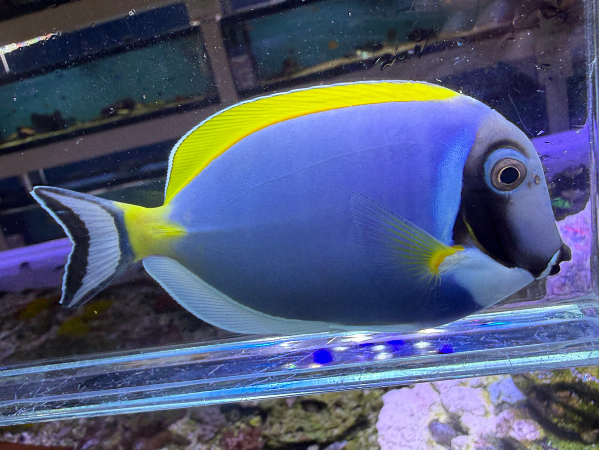 Powder blue tang