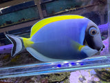 Powder blue tang