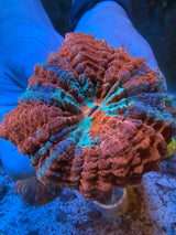 Ultra Acanthophyllia #1
