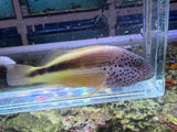 Freckled Hawkfish