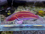 Laboutei wrasse