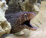Spotted moringa moray eel