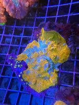 Orange teal red streaked Splatter chalice