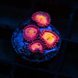 WWC Halle Berry Palythoa Frag (4+ Polyp)