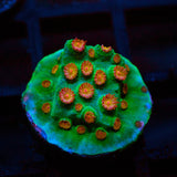 Meteor Shower Cyphastrea Frag