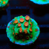 Meteor Shower Cyphastrea Frag