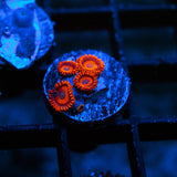 Orange Oxide Zoanthid Frag (4+ Polyp)