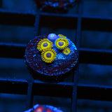 Lakers Zoanthid Frag (4+ Polyp)