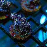 Yellow Passion Galaxea Frag