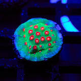 Molten Meteor Cyphastrea Frag