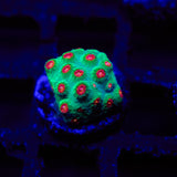 Molten Meteor Cyphastrea Frag