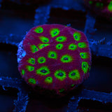 Ring of Fire Favites Frag