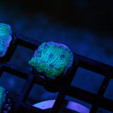 Glacial Freeze Stunner Chalice Frag