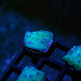 Glacial Freeze Stunner Chalice Frag