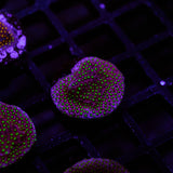 WWC Electric Daisy Stylocoeniella Frag