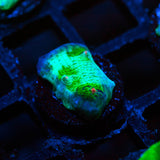 Tidal Gardens Riddler Chalice Frag