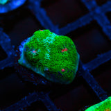 Tidal Gardens Riddler Chalice Frag