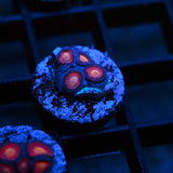 Halo Monster Zoanthid Frag (4+ Polyp)