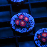 Halo Monster Zoanthid Frag (4+ Polyp)