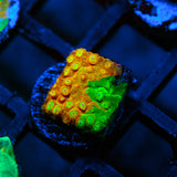 LC Circuit Breaker Cyphastrea Frag