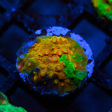 LC Circuit Breaker Cyphastrea Frag