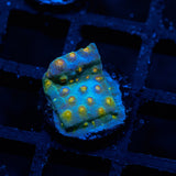 JF Buzkill Cyphastrea Frag