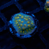 JF Buzkill Cyphastrea Frag